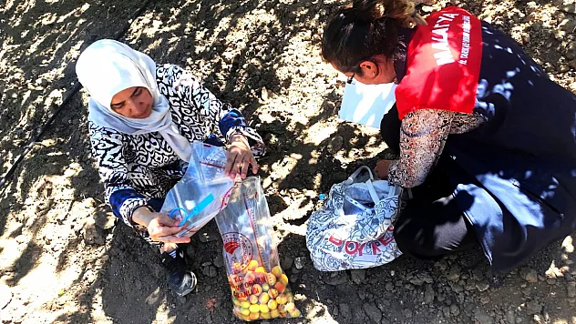 Malatya Kayısısında Kalıntı Denetimi! Mevzuata Aykırı Üretime Yaptırım Uygulandı