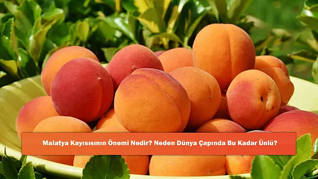Malatya Kayısısının Önemi Nedir? Neden Dünya Çapında Bu Kadar Ünlü?