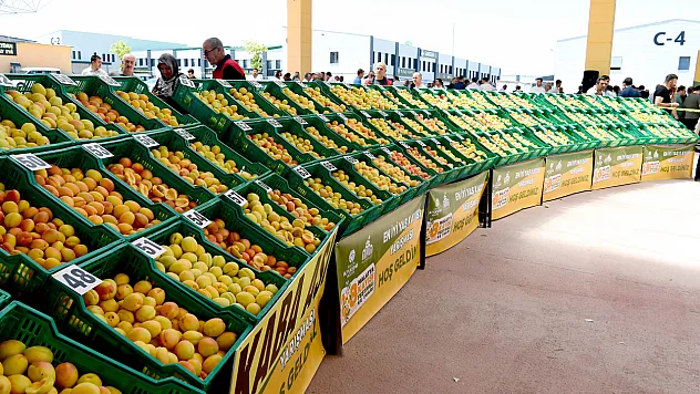 Malatya'nın Altın Meyvesi Yarıştı! En İyi Yaş Kayısı Üreticileri Açıklandı