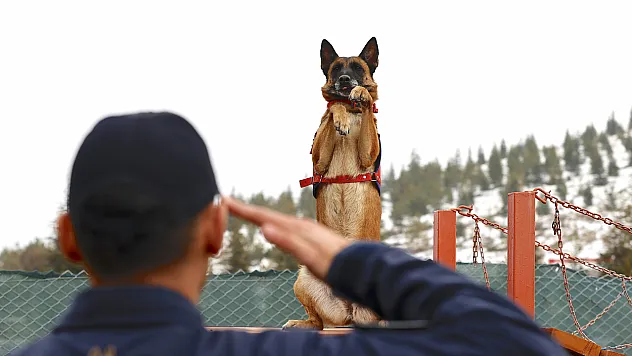 Malatya'nın Kahraman Köpeği Sima Sınır Tanımıyor!