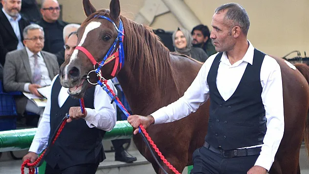Malatya Sultan Suyu'nun Safkanları Rekorla Satıldı