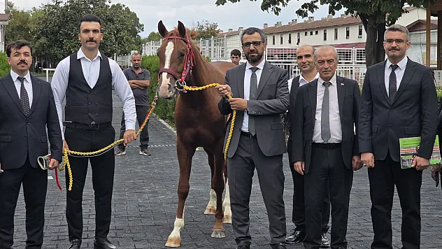 Malatya Sultansuyu'nun Elit Tayları Açık Artırmada Büyük İlgi Gördü!