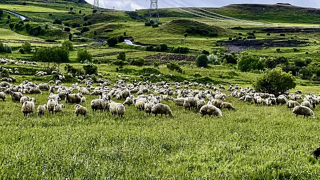 Malatya Yayla Sezonunu Açtı! Küçükbaş Yetiştiricileri Zorlu Sürece Hazırlanıyor