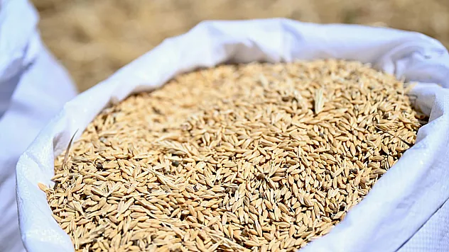 Malatya Yeşilyurt'ta 150 Dönümlük Arpa Hasadı Tamamlandı! Ürünler Üreticilere Dağıtılacak