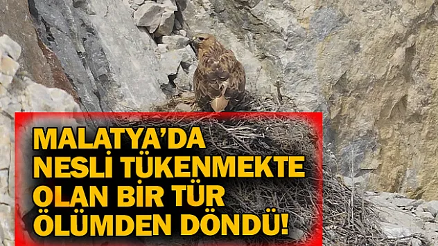 Malatya'da nesli tükenmekte olan bir tür ölümden döndü!