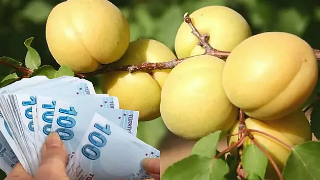 Malatyalı Çiftçilerin Dikkatine! Zirai Don Ödemeleri Başlıyor!