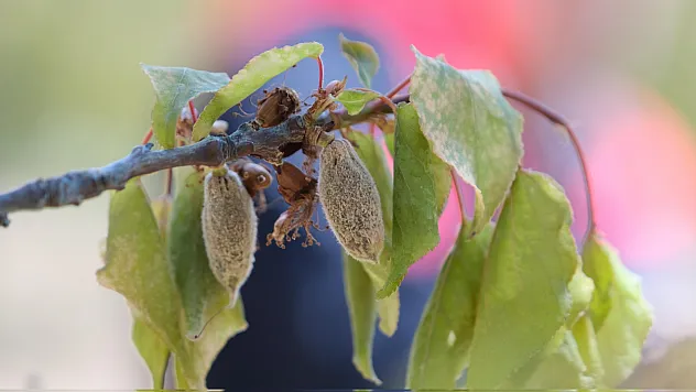 Malatyalı üreticiye o tarihte destek ödemesi başlıyor!