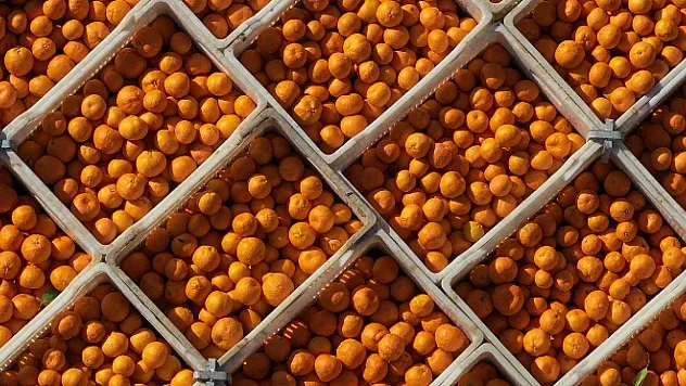 Mandalina İhracatında Yüzde 144'lük Artış!
