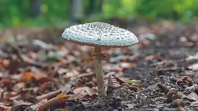 Mantar Toplamaya Gitti, Haber Alınamıyor