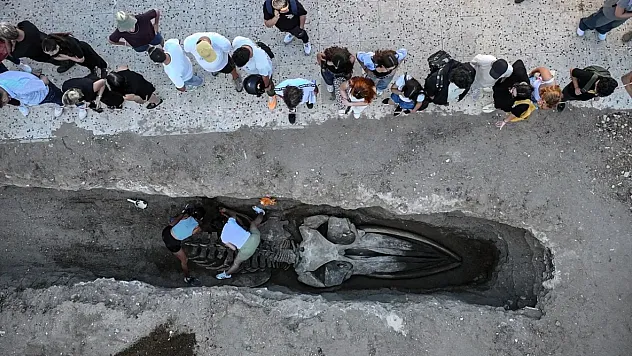 Mersin'de 14 Metrelik Dev Balina İskeleti Topraktan Çıkarılıyor: Bilime ve Turizme Kazandırılacak