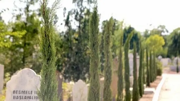 Mezarlıkların Simgesi Servi Ağaçlarının Bilinmeyen Gizemli