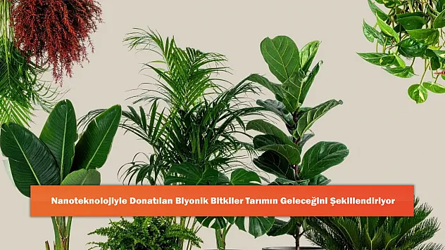 Nanoteknolojiyle Donatılan Biyonik Bitkiler Tarımın Geleceğini Şekillendiriyor