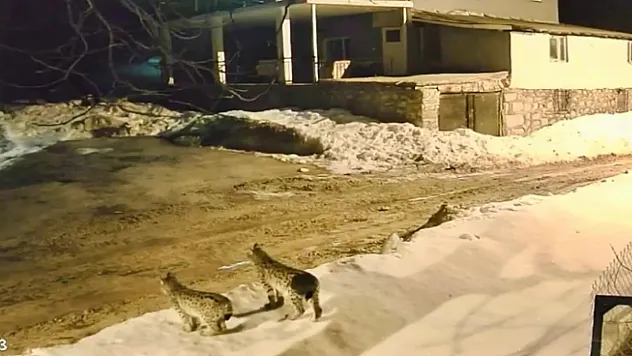 Nesli Tükenen O Hayvan Hekimhan'da Görüntülendi!