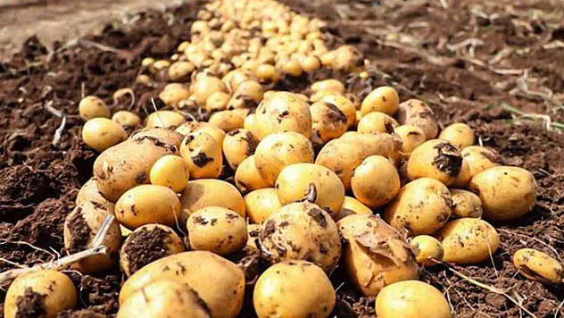Patates Tarlada 5 Lira, Markette 25 Lira: Fiyat Farkı Rekor Seviyeye Ulaştı