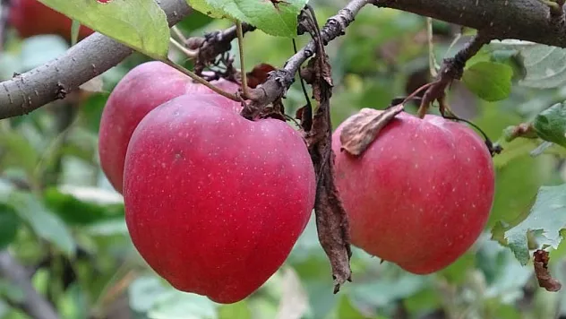 Posof'ta Coğrafi İşaretli Kırmızı Elmada Hasat Başladı