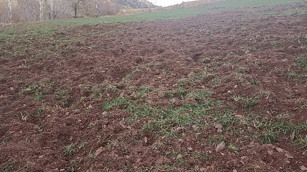 Pütürge'de Çiftçiler Domuz Zararına Çözüm Bekliyor