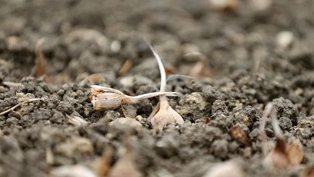 Safranbolu'da Mor Mucize Toprakla Buluşuyor