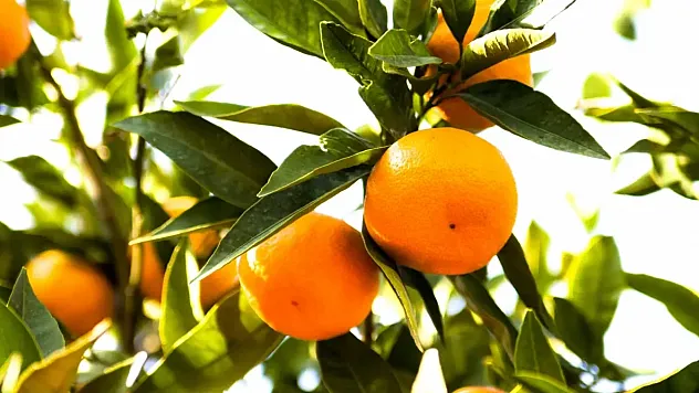 Satsuma Mandalina İçin Hasat ve İhracat Tarihleri Belirlendi