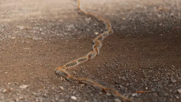 Şehir Merkezinde Tırtıl İstilası Sakın Dokunmayın, Hayati Risk Taşıyor!