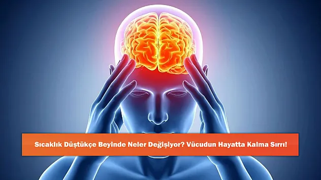 Sıcaklık Düştükçe Beyinde Neler Değişiyor? Vücudun Hayatta Kalma Sırrı!