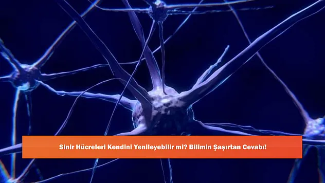 Sinir Hücreleri Kendini Yenileyebilir mi? Bilimin Şaşırtan Cevabı!