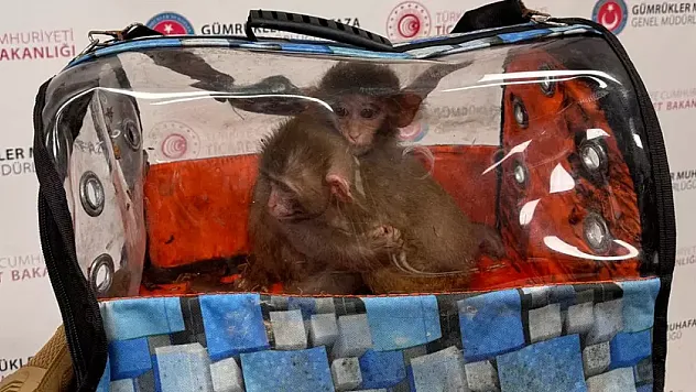 Sınırda Şok Operasyon: 85 Bin Canlı Hayvan Ele Geçirildi