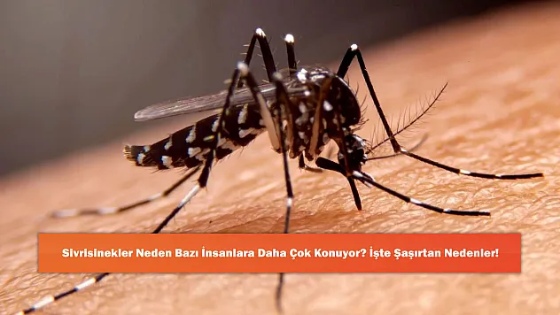 Sivrisinekler Neden Bazı İnsanlara Daha Çok Konuyor? İşte Şaşırtan Nedenler!