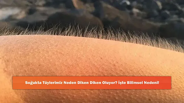 Soğukta Tüylerimiz Neden Diken Diken Oluyor? İşte Bilimsel Nedeni!