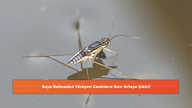 Suya Batmadan Yürüyen Canlıların Sırrı Ortaya Çıktı!!