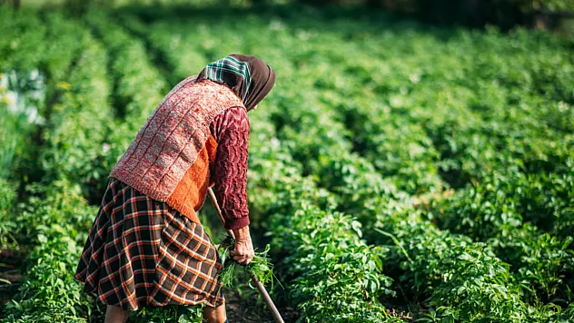 Tarım Sektöründe Yaşlanma Dönemi: Çalışanların Yaşı Son 20 Yılda 6 Yıl Arttı