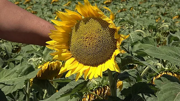 Tarım ve Orman Bakanlığı 2026 Yılı Destek Ödemelerini Açıkladı