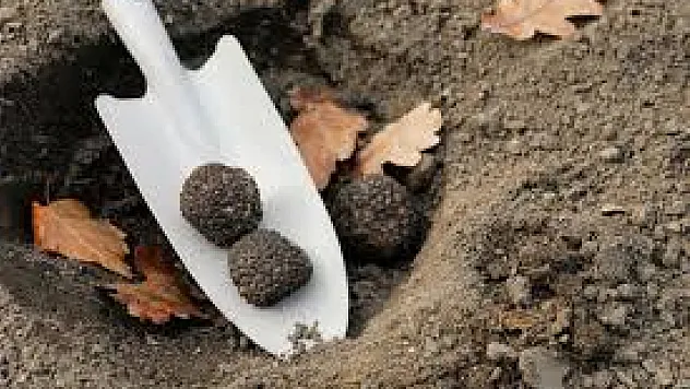 Tarla Değil Hazine! Trüf Mantarı Ekenler 6 Yılda Zenginliğe Ulaşıyor