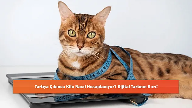 Tartıya Çıkınca Kilo Nasıl Hesaplanıyor? Dijital Tartının Sırrı!