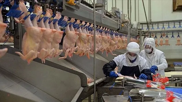 Tavuk Eti Üretiminde Artış, Yumurta Üretiminde Düşüş