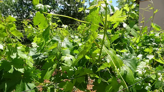 Tescilli 'köhnü' üzümünde umutlar yapraklarda
