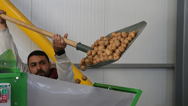 TKDK Desteğiyle Malatya Dahil 20 İle Ceviz Sevkiyatı