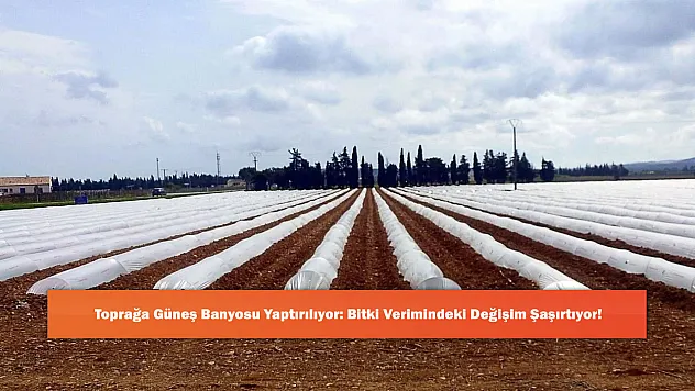 Toprağa Güneş Banyosu Yaptırılıyor: Bitki Verimindeki Değişim Şaşırtıyor!
