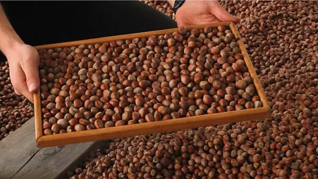 Trabzon Fındık İhracatında İkinci Sırada