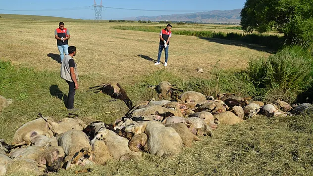 Tunceli'de Yıldırım Faciası: 58 Koyun Telef Oldu