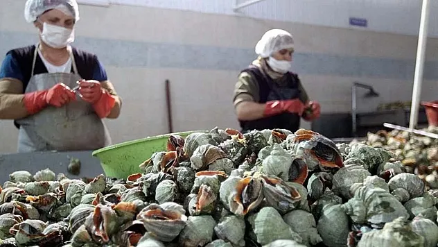 Türk Denizlerinden 8 Ülkeye 1017 Ton Deniz Salyangozu: 9 Ayda 10,7 Milyon Dolar Gelir