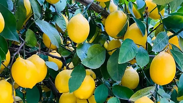 Türk Limonu Dünya Pazarında Rekor Gelire Ulaştı