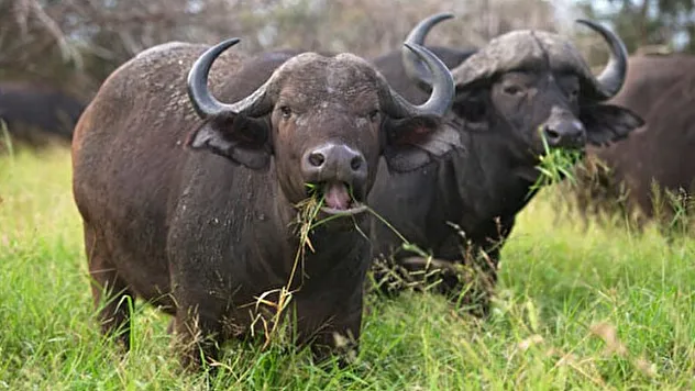 Türkiye'de Manda Sayısı 158 Bin'e Geriledi: Hayvancılıkta Tehlike Çanları