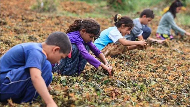 Türkiye'den Çocuk İşçiliğine Karşı Bütüncül Mücadele!