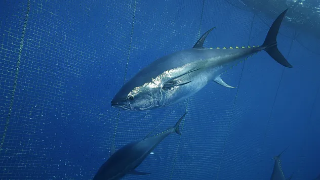 Türkiye'den Uzak Doğu'ya Rekor Orkinos İhracatı