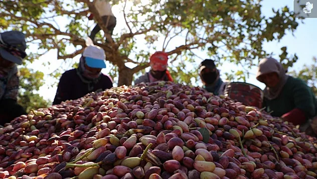 Türkiye'nin Fıstık İhracatı 9 Ayda 152 Milyon Doları Aştı