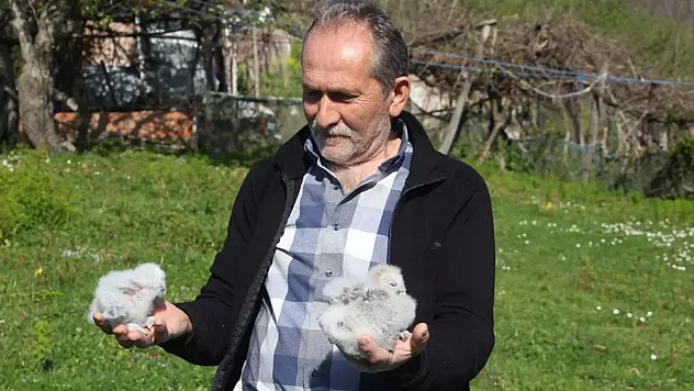 Uğursuz Diyenlere İnat Atilla Karakaya'nın Serendisi Baykuşlarla Hayat Buluyor