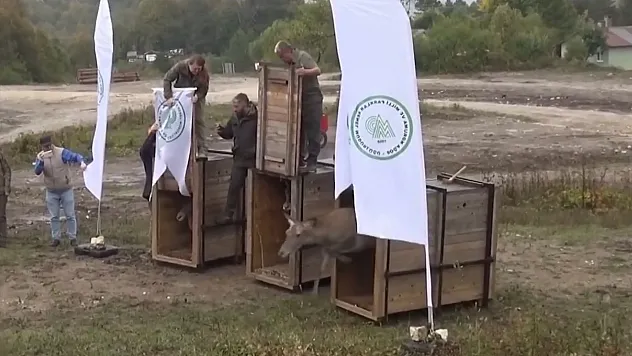 Uludağ'da Doğaya Umut Salındı: Üniversitede Yetiştirilen 3 Dişi Kızılgeyik Yeniden Özgürlüğe Kavuştu