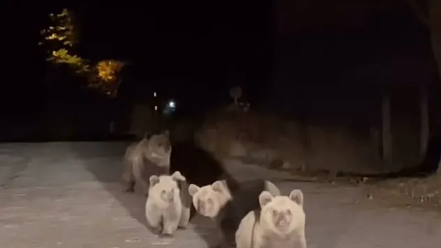 Uludağ'da Sürpriz Karşılaşma: Anne Ayı ve Yavruları Vatandaşları Hem Şaşırttı Hem de Korkuttu