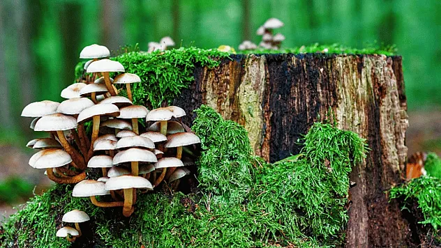 Uzmanlardan Sonbahar Uyarısı: Doğadaki Mantarlar Ölümcül Tehlike Saçıyor