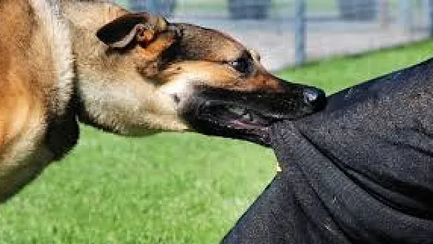 Viranşehir'de Köpek Saldırısı Sonrası Bakanlık Harekete Geçti!
